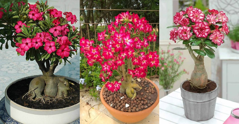 Rosa do Deserto é planta curinga para decorar ambientes externos; veja quais são os cuidados