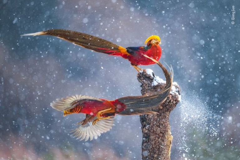 Prêmio 'Fotógrafo de Vida Selvagem do Ano' consagra melhores imagens da natureza de 2021