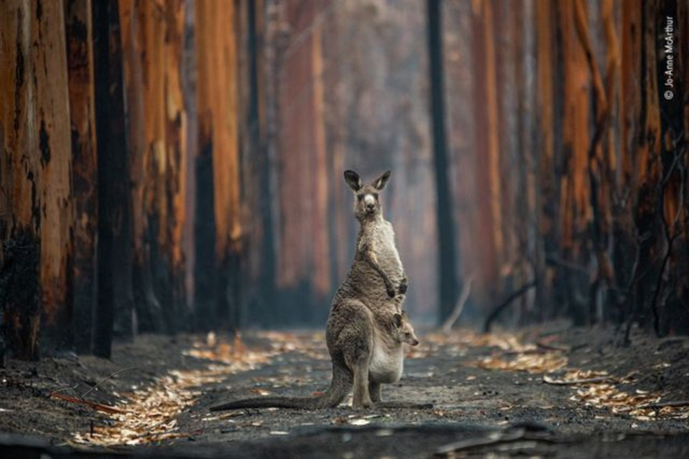 Prêmio 'Fotógrafo de Vida Selvagem do Ano' consagra melhores imagens da natureza de 2021