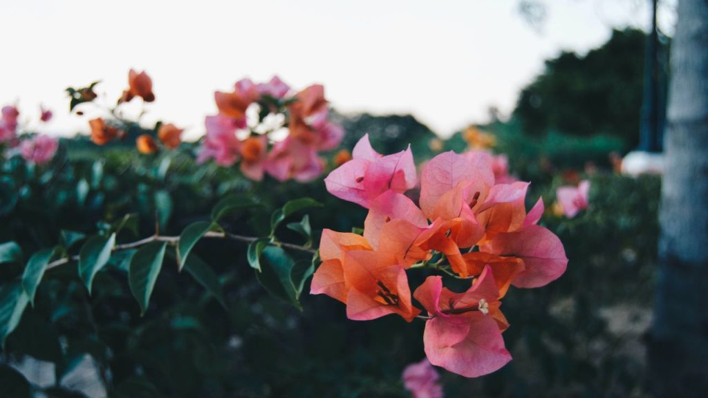 A chegada da primavera e a renovação da esperança por meio das cores