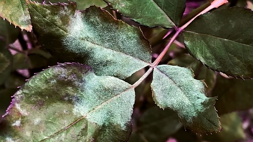 Mofo branco nas plantas: misturinha natural ajudará a solucionar o problema