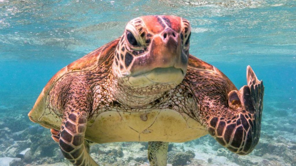 Concurso internacional elege as fotos mais engraçadas de animais do mundo.