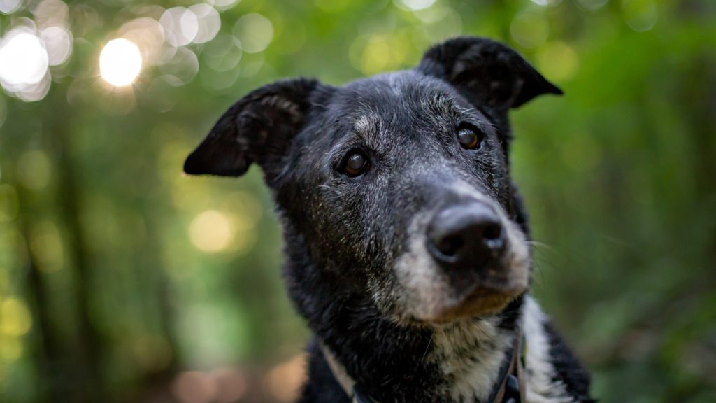 Pets também têm "Alzheimer"? Os cuidados de animais idosos com doenças degenerativas