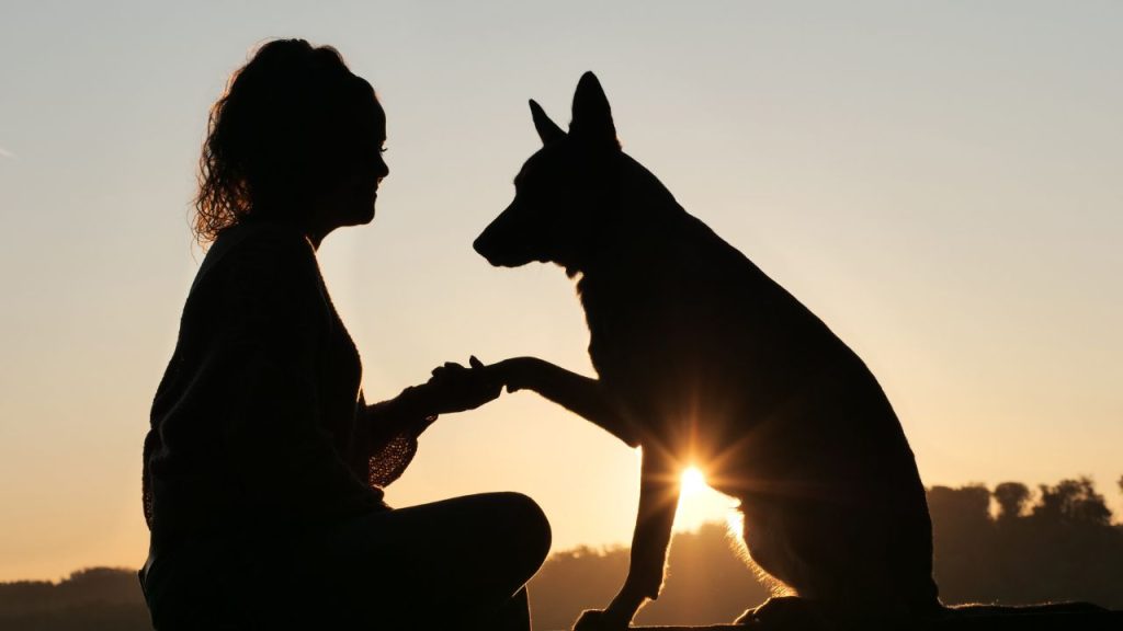 comunicar-com-os-animais