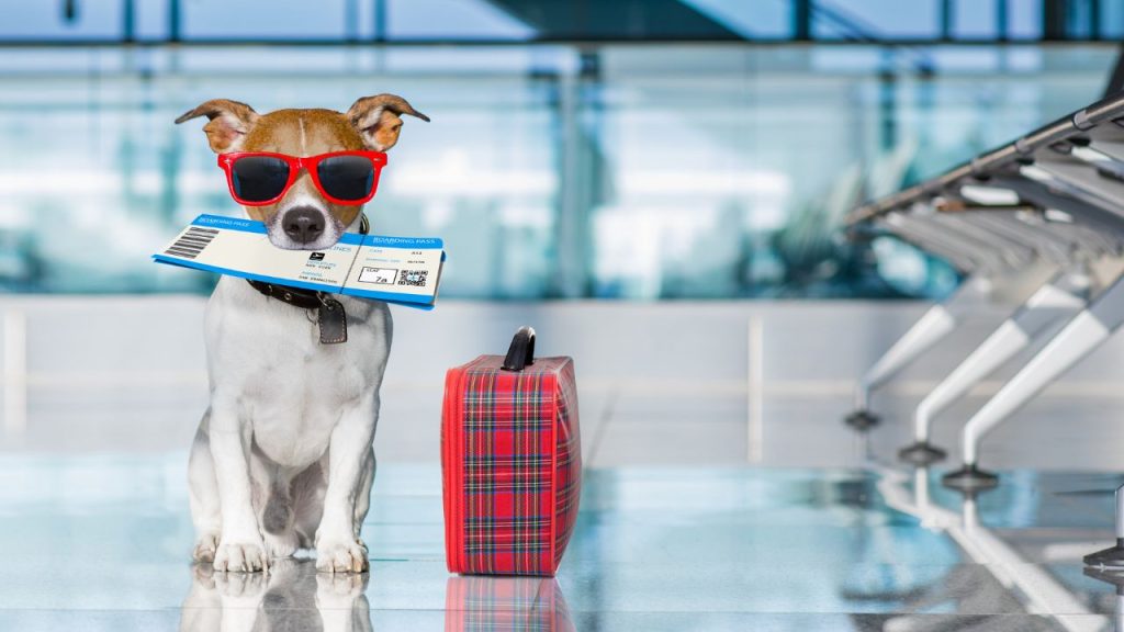 cachorros-podem-viajar-de-avião