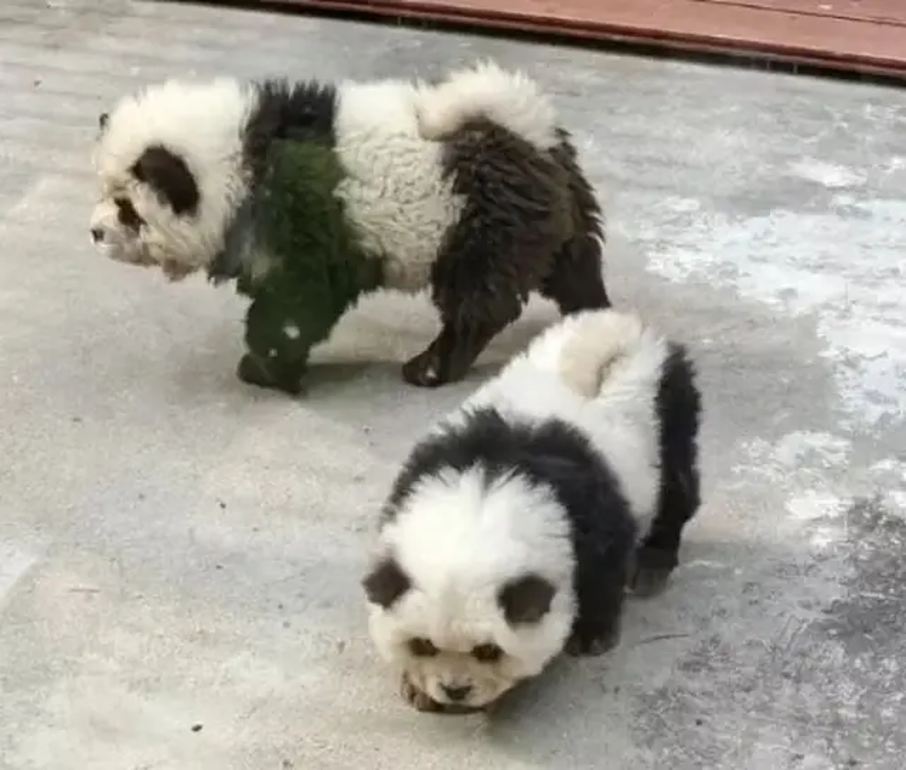 Chow-chows têm pelagem tingida para parecerem com pandas em zoológico na China