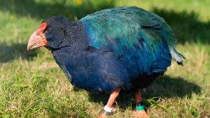 takahē