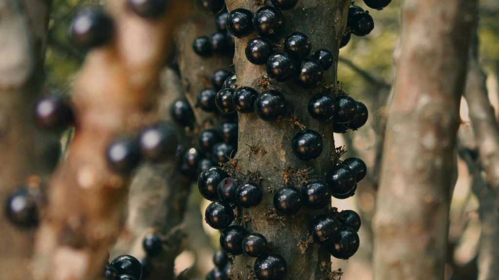 pão-com-casca-de-jabuticaba