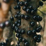 pão-com-casca-de-jabuticaba