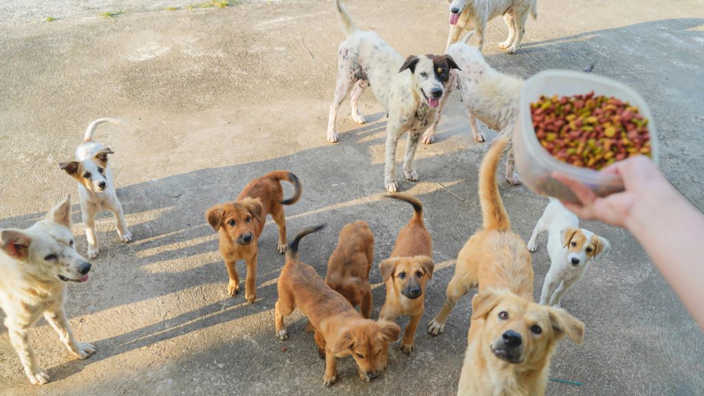 cães_refeição