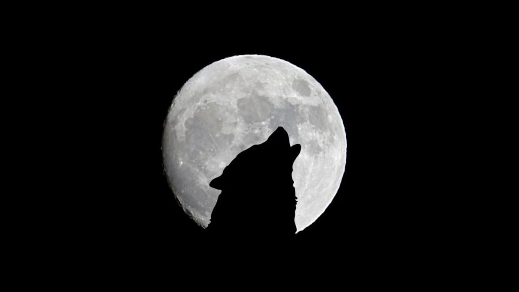 Lua-do-Lobo